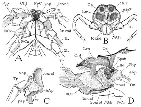 Class Arachnida Diagram