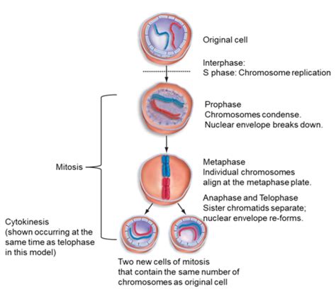 Stages Of Mitosis Flashcards Quizlet