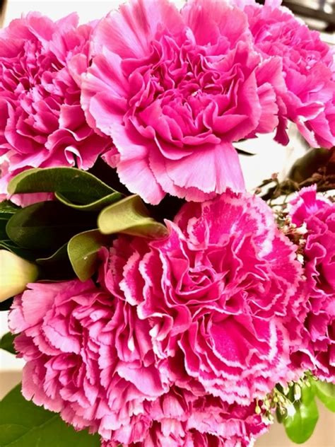 Carnations: Meaning