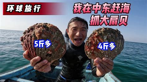 《环球探海记》阿曼 第30天：今天带大家感受一下冷藏式赶海，边抖边抓大扇贝！海鲜美食真实赶海记录马西拉岛 Youtube