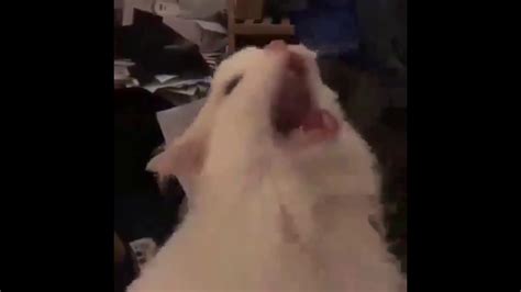 Cat Screams Youtube