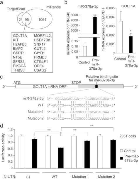 Identification Of Mir 378a 3p Target Genes In Breast Cancer A