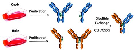 Full Article Knobs Into Holes Antibody Production In Mammalian Cell