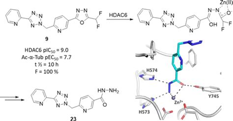 Selective And Bioavailable HDAC6 2 Difluoromethyl 1 3 4 Oxadiazole