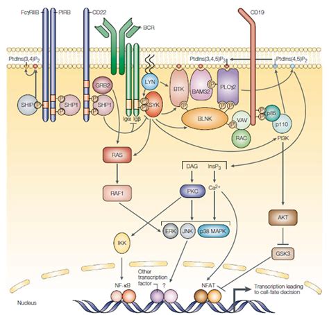 Bruton S Tyrosine Kinase An Exciting New Target For Treatment Of B