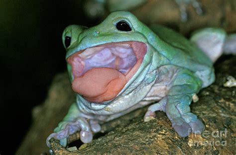 Whites Tree Frog Litoria Caerulea Photograph By Gerard Lacz Pixels