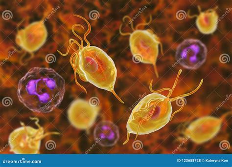 Protozoario De Los Vaginalis De Trichomonas Stock De Ilustraci N