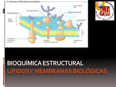 Ppt Bioquímica Estructural Lípidos Y Mem Branas Biológicas Powerpoint