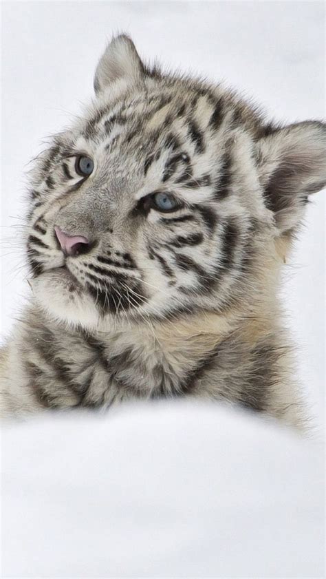The 25+ best Snow tiger ideas on Pinterest | Golden tiger, Tigers in ...