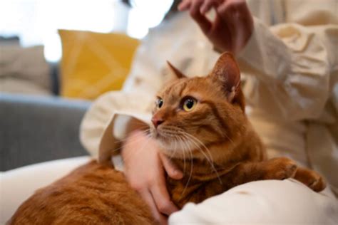 Bolas De Pelo No Est Mago Do Gato Como Prevenir E Tratar