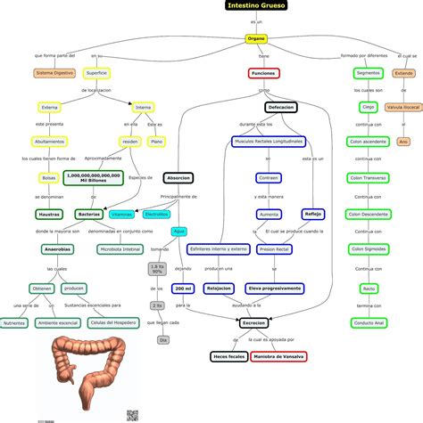 Mapa Conceptual Del Sistema Digestivo