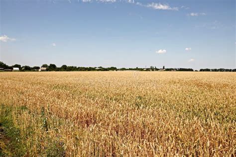 Widok Krajobrazu Pola Pszenicy Wiejskiej Drogi I Zielonej Trawy Na Wsi