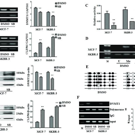 Dna Methyltransferase 1 Dnmt1 Mediated Upregulation Of Cldn6