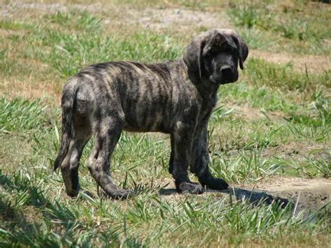 Brindle English Mastiff Puppies For Sale | PETSIDI