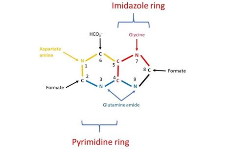 Purine Synthesis – Biochemistry Basics by Dr. Amit Maheshwari