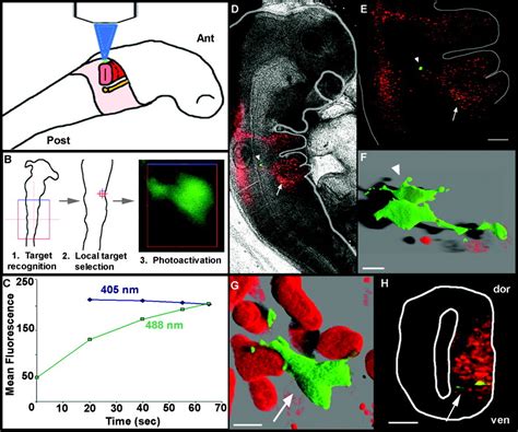 Photoactivatable Green Fluorescent Protein As A Single‐cell Marker In Living Embryos Stark