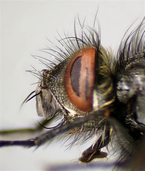 Smidtia Conspersa Male Head Ryton Wood Warwickshire Flickr