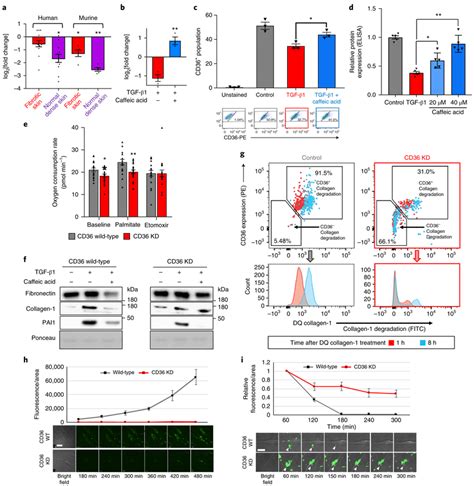 Cd Is Metabolically Regulated In Fibroblasts And Crucial For