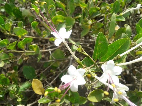 Clerodendrum Inerme Plants Of Tamilnadu India Flickr