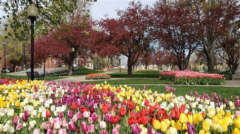 Tulip Flower Gardens In Usa Fasci Garden