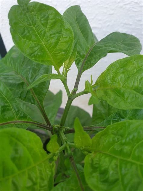 Pokok Carolina Reaper Cili Paling Pedas Di Dunia Furniture And Home