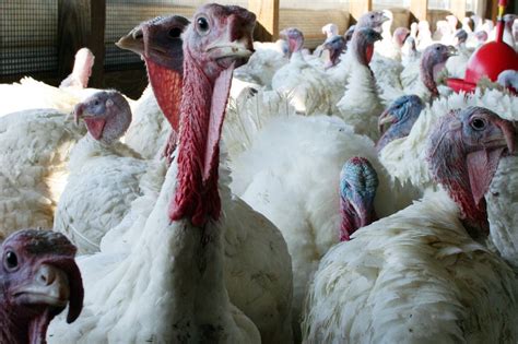 Usda Reports Says Industry Practices May Have Helped Spread Bird Flu Wsj