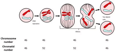 The Meiosis Process Explained To Children You Are Mom