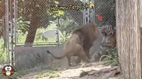 Harimau Vs Singa – newstempo