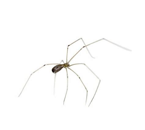 Cellar Spider Extermination | Spider Identification | Pest Library