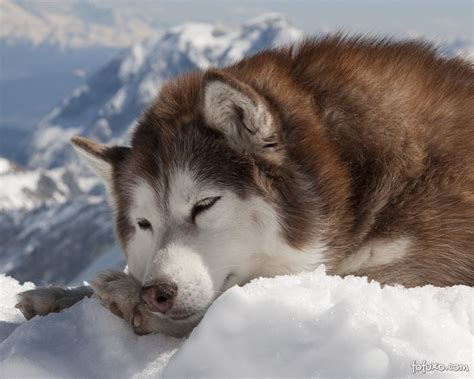 Husky Siberiano Raças De Cachorros