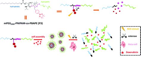 Synthesis Of High Drug Loading Reactive Oxygen Species And Esterase