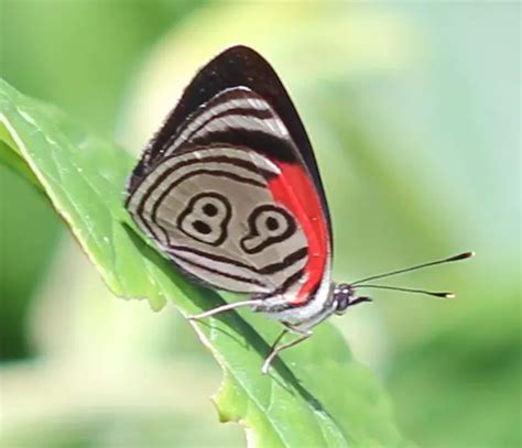 Borboleta Caracter Sticas Nome Cientifico Habitat E Fotos Mundo