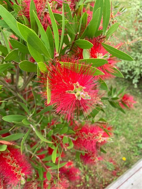 🍀 How To Grow And Care For Bottlebrush