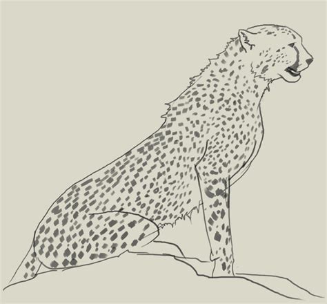 Cheetah Drawing Easy Face - Learn How to Draw a Cheetah's Face (Big Cats) Step by Step : Drawing ...