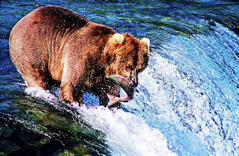 Grizzly Bear Fishing Photograph by Evan Peller - Fine Art America