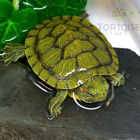 Turtles For Sale Baby Aquatic Turtles For Sale Real Live Water Turtles