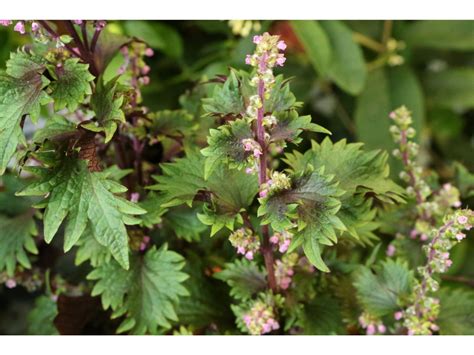 Guide Pratique Pour Planter Le Shiso Ou Perilla Frutescens