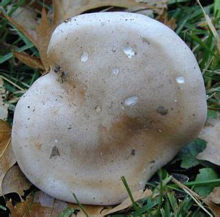 Mushroom, Edible: Blewit