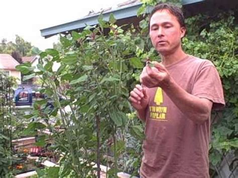 Growing Lambsquarters Aka Wild Spinach An Edible Weed Youtube