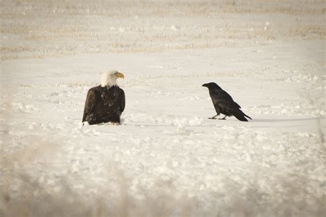 Brave Crow A Brave Crow Stares Down A Bald Eagle Ed Wrzesien Flickr