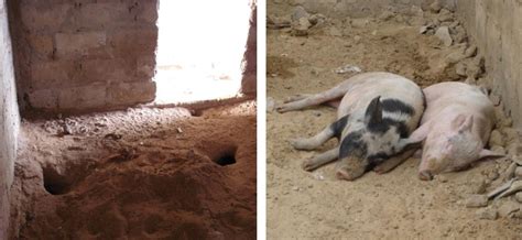 Type Of Rodent Burrows Opening In Pig Pens And Infested By O Sonrai In