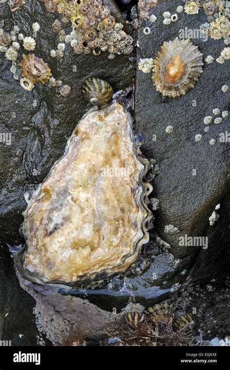 Pacific Oyster Japanese Oyster Miyagi Oyster Crassostrea Gigas