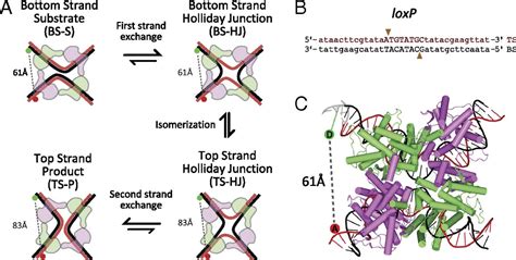 Capturing Reaction Paths And Intermediates In Cre Loxp Recombination