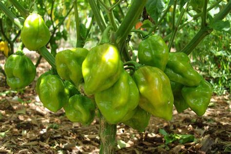 How to Make a Fortune Growing Habanero Pepper - Hort Zone