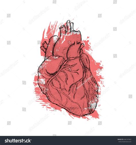 Hand Drawn Human Heart Anatomy Doodle Black And White Vector