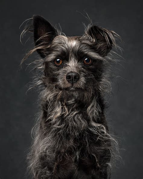 Dog Portraits — JANE THOMSON PHOTOGRAPHY