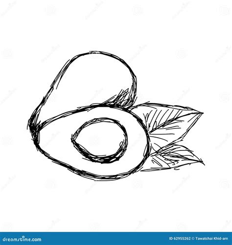 Illustration Vector Doodle Hand Drawn Of Sketch Avocado Stock