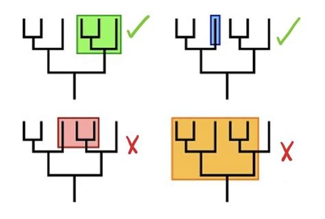 BIO 148 Interpreting Phylogenies 1 3 Flashcards Quizlet