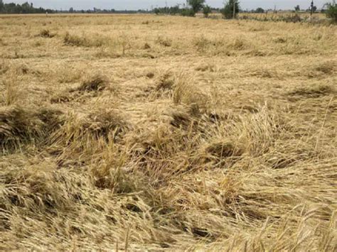 Haryana Farmers Demand Compensation For Crop Loss Due To Unseasonal