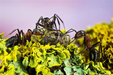 Fourmi En Bois Fourmi Fourmis Rufa De Formica Photo Stock Image Du